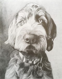 pencil drawing of Golden Doodle