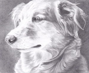 graphite drawing of a beautiful dog